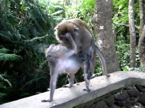 Animal Sex with Dog. . Monkey porn